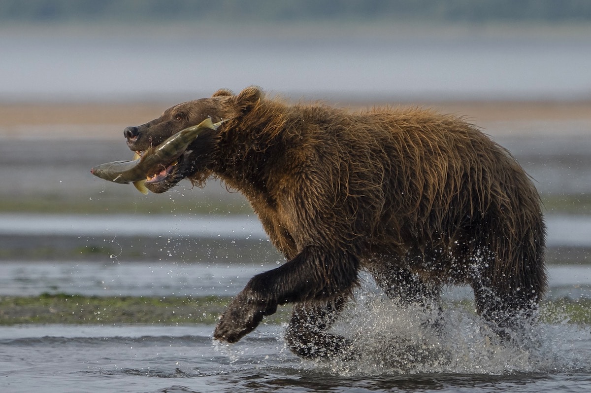 Brown Bear in Alaska with Fish in Its Mouth by Dan Zafra