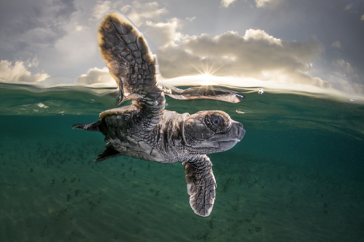 Ocean Photography Awards 2021
