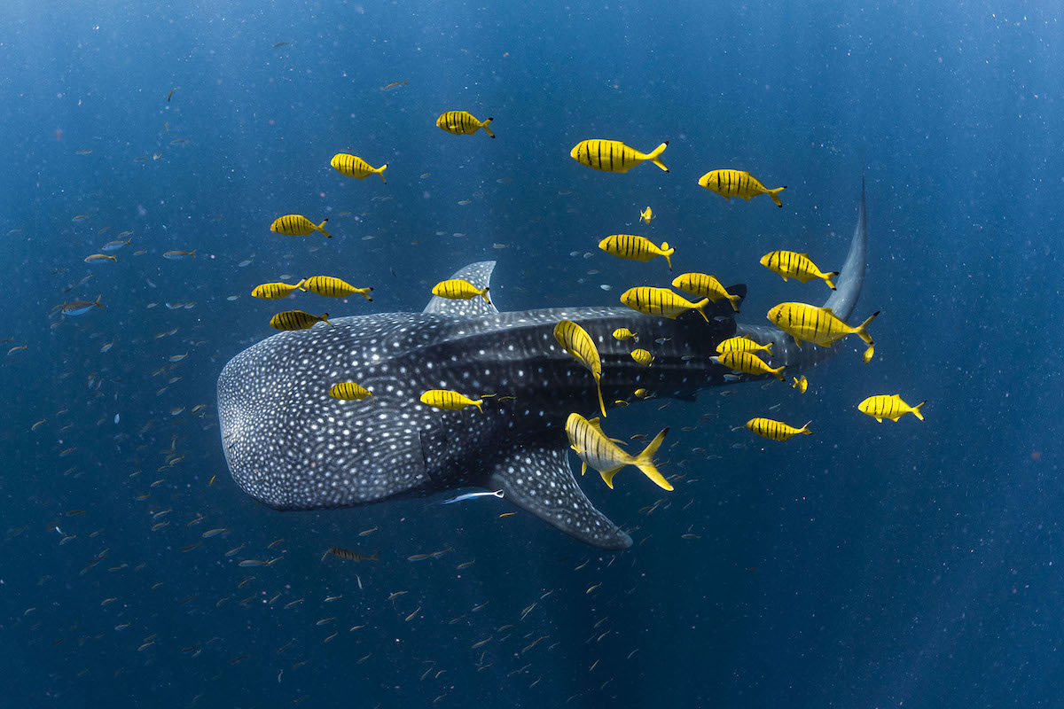 Whale Shark Surround by School of Fish
