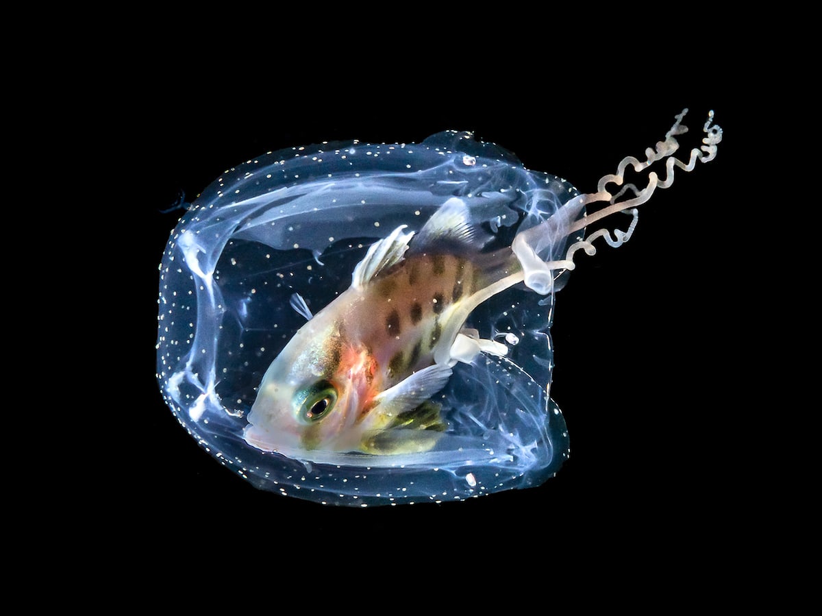 Ocean Photography Awards 2021