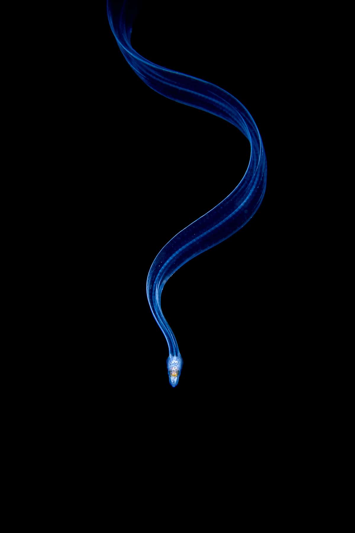 Ocean Photography Awards 2021