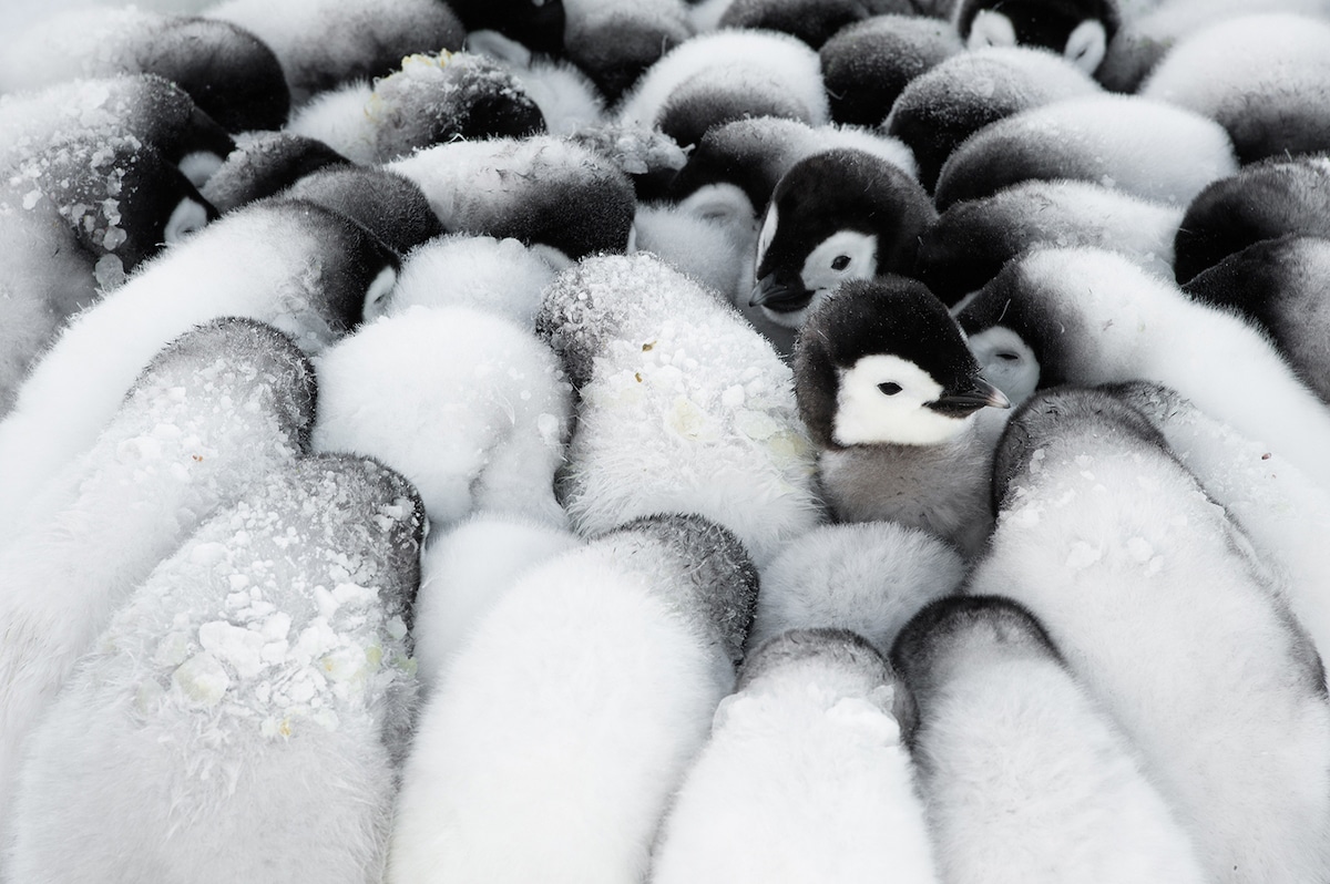 Ocean Photography Awards 2021