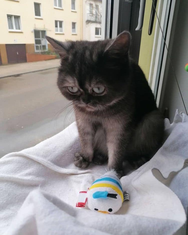 Bean the Misunderstood Rescue Cat