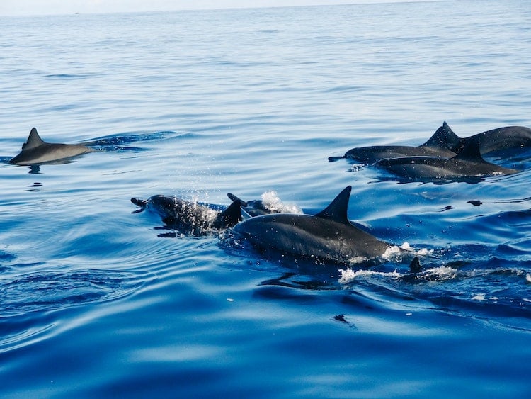 Dolphins Save Swimmer