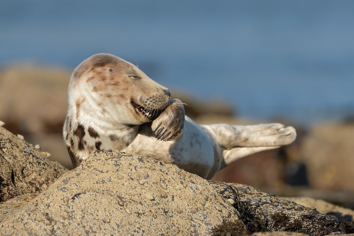 Grey Seal Lying on Rocks Looking Like Its Giggling