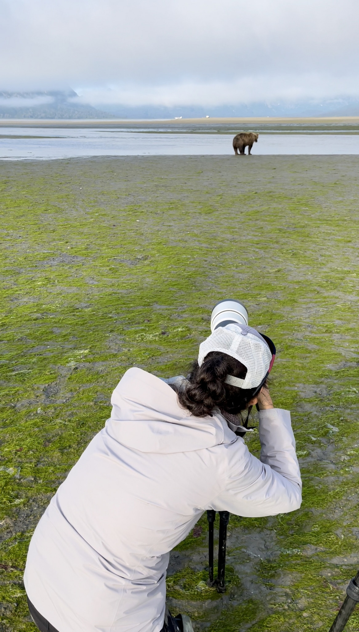 How to Photograph a Brown Bear