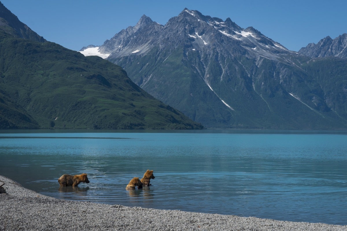 how-to-photograph-brown-bears-in-alaska-safely-viralbandit