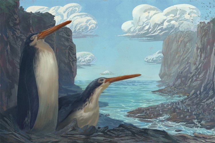 Kairuku waewaeroa New Giant Panda Fossil Species Discovered