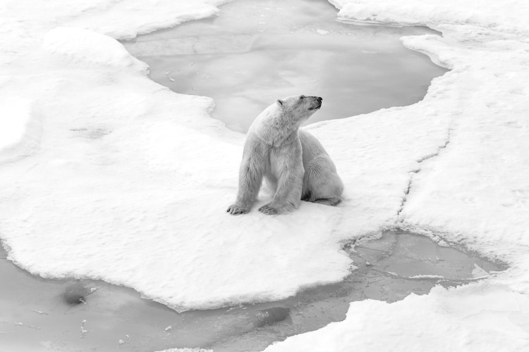 Polar Bear at the North Pole Shot by Cristina Mittermeier