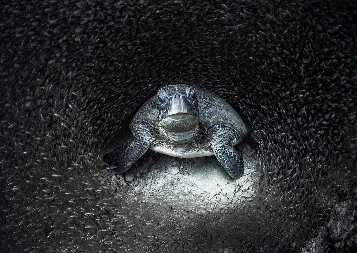 Ocean Photography Awards 2021