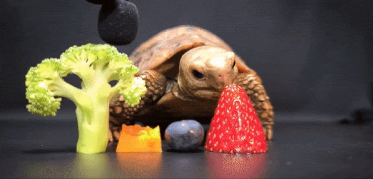 ASMR Footage of a Tortoise Eating Fruit and Vegetables
