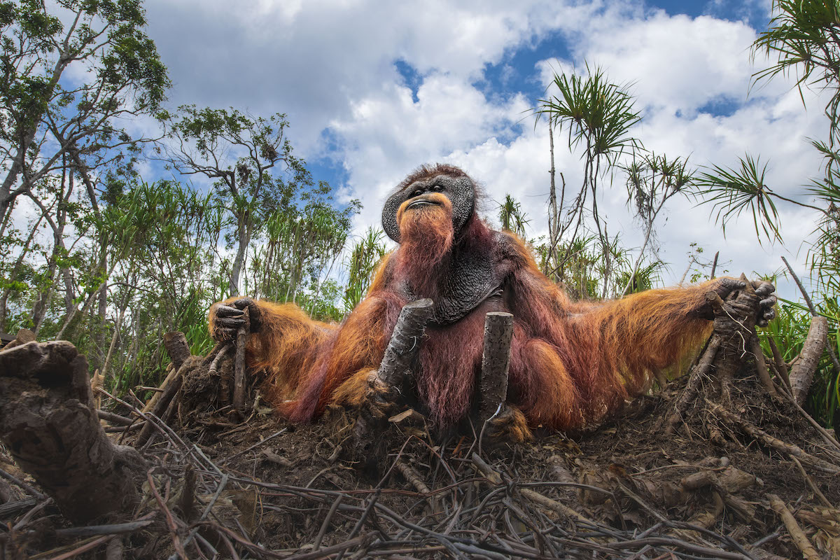 Orangutan Sitting On the Ground Surrounded by Fallen Palm Trees