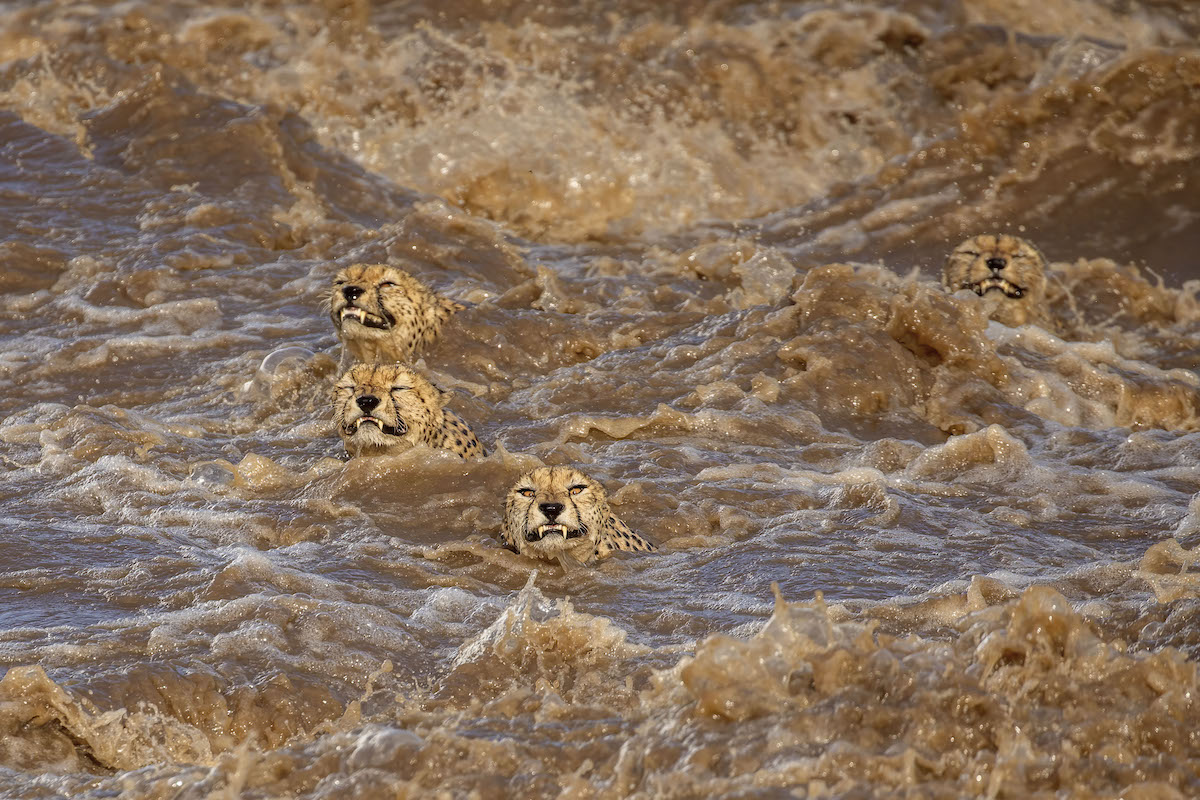 Five Male Cheetahs Swimming in Raging River