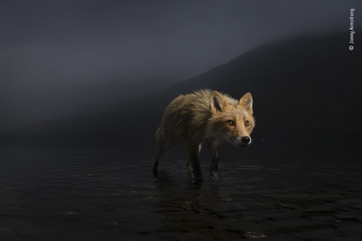 Atmospheric Portrait of Fox 