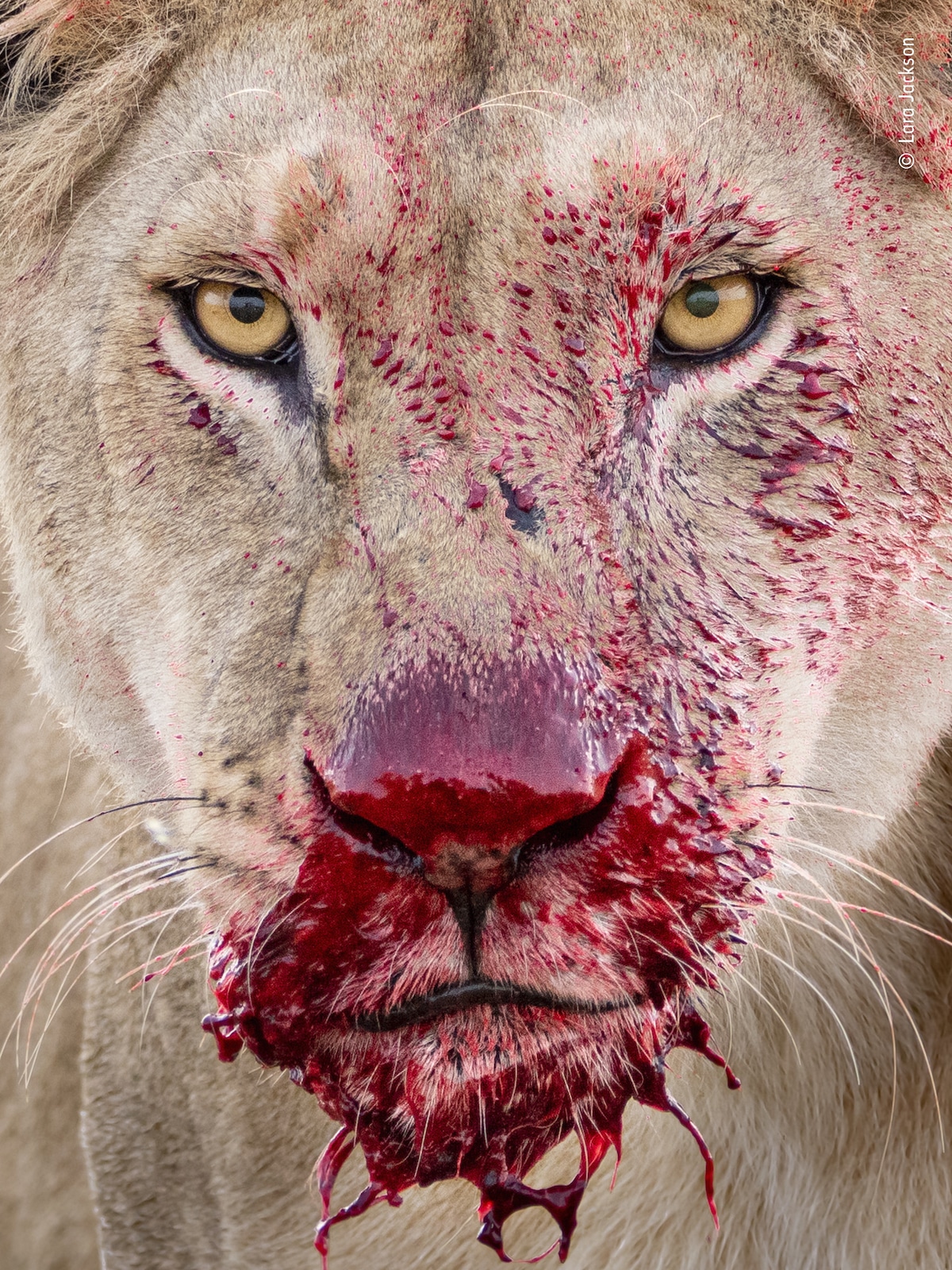 Blood Dripping Down Muzzle of Young Lioness