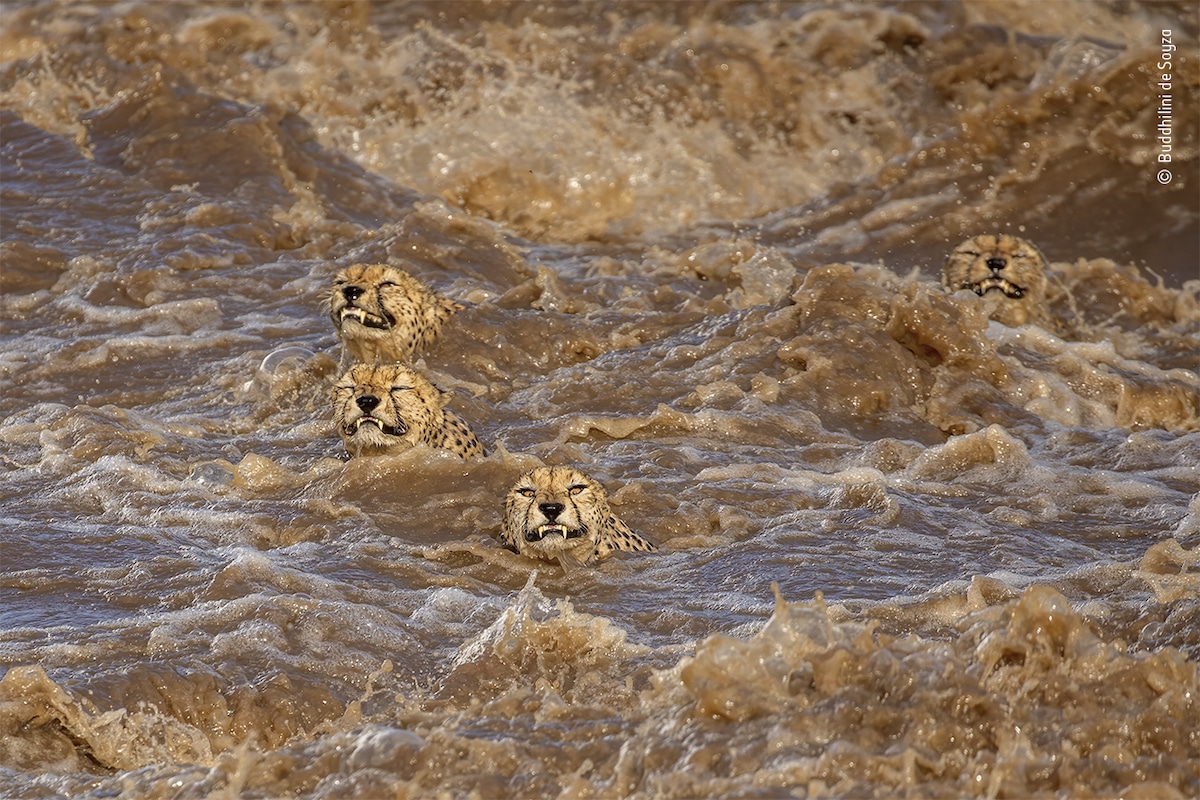 Male Cheetahs Swimming in River in Kenya