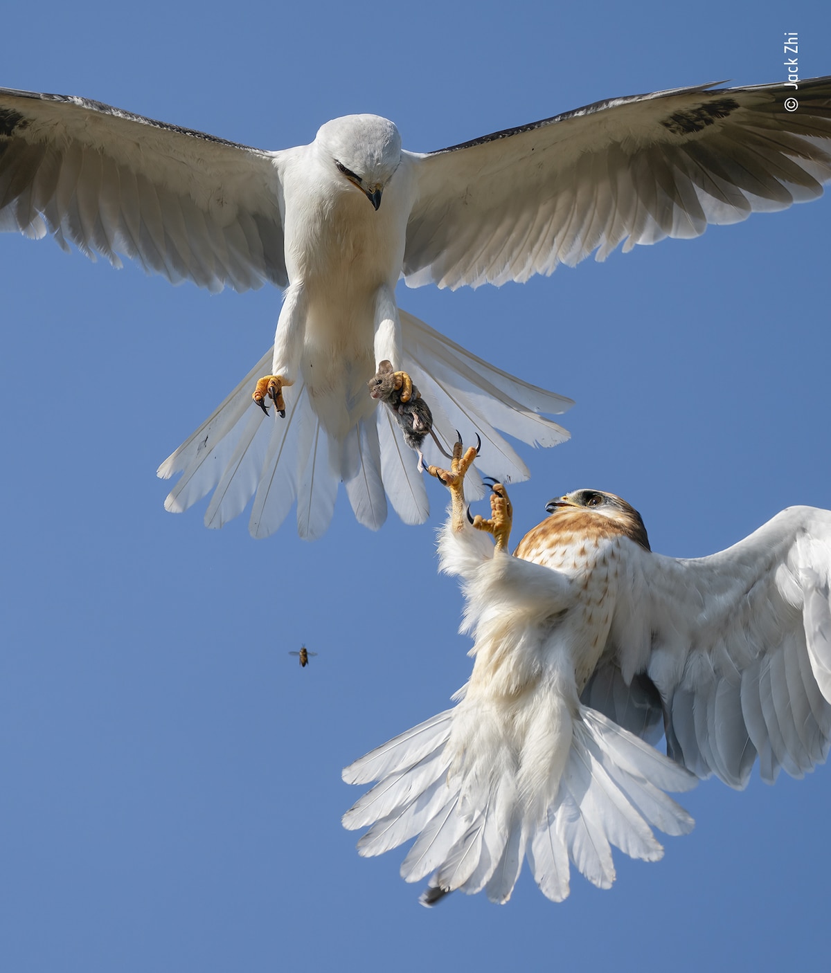 White-Tailed Kites in Flight with a Mouse