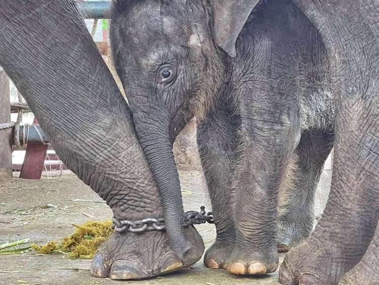 Chaba the Baby Elephant