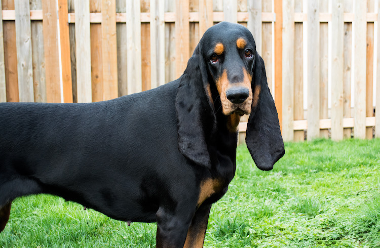 Longest Ears on a Dog Guinness World Records