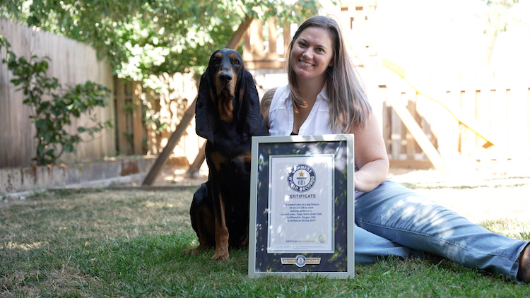 Longest Ears on a Dog Guinness World Records