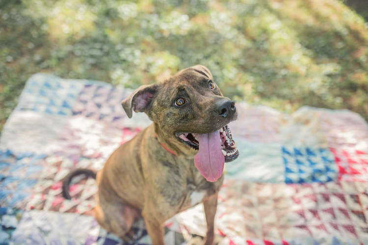 Big Mac the Shelter Dog Gets a Standing Ovation As He Leaves Shelter 