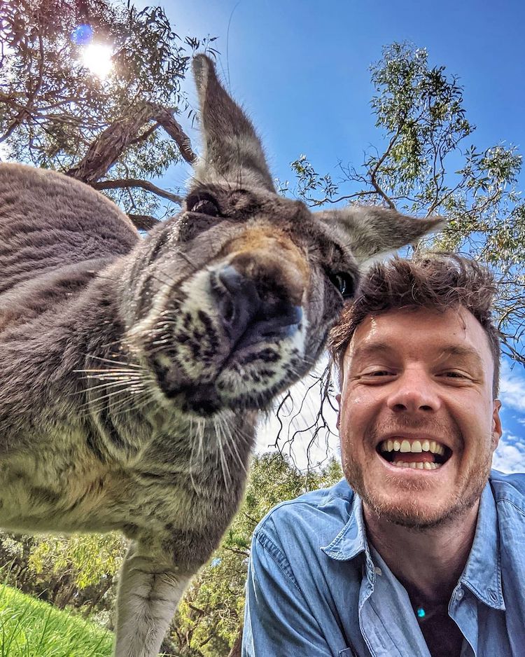 Allan Dixon Animal Selfie with Kangaroo