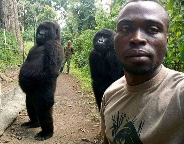 Gorilla Selfie in Democratic Republic of Congo