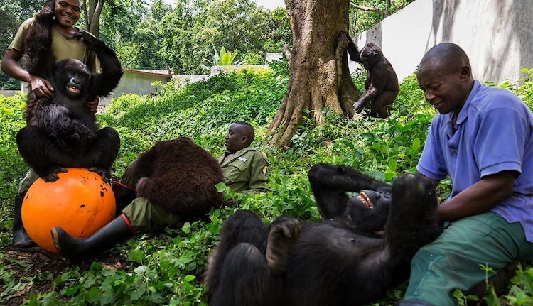 Orphaned Gorillas at Senkwekwe Center