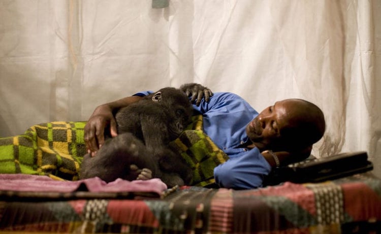 Gorilla Caretaker at Virunga National Park