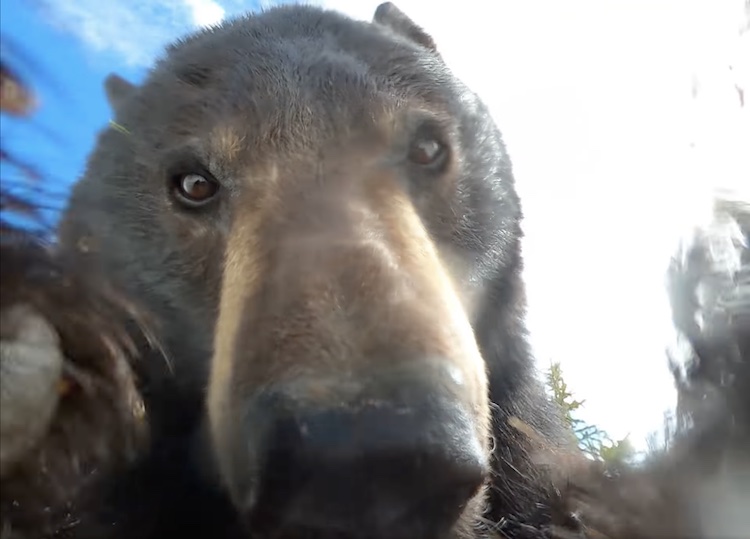 Bear Records Video With GoPro Camera