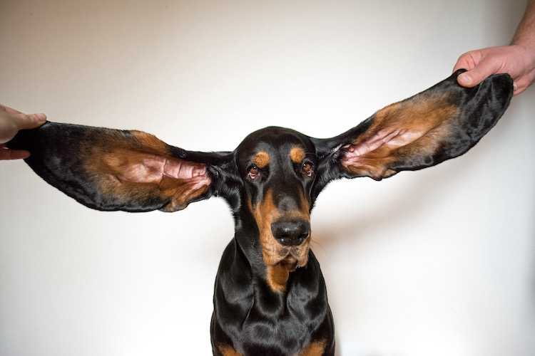 Longest Ears on a Dog Guinness World Records