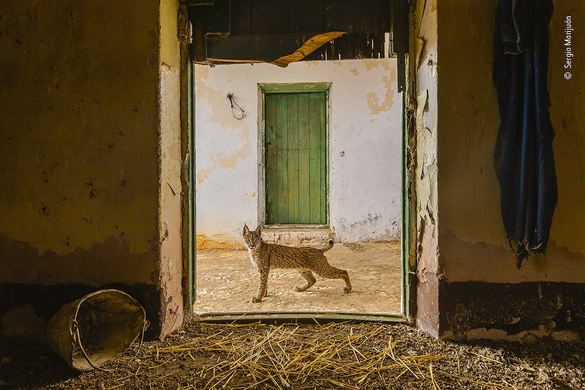 Iberian lynx Framed in a Doorway in Spain
