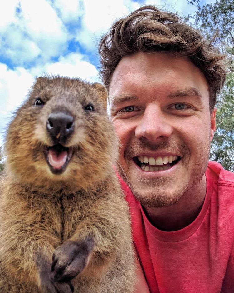 Allan Dixon Animal Selfie With Quokka