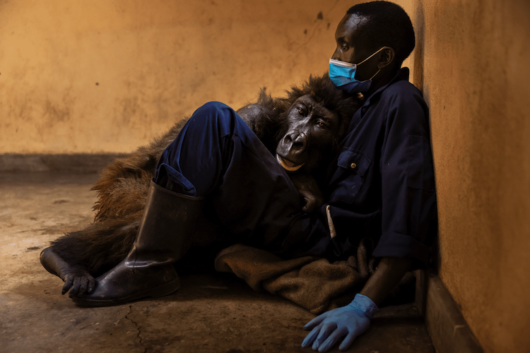 Ndakasi and Andre Bauma by Brent Stirton