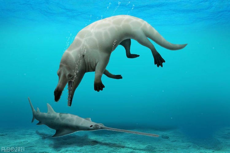 Scientists Discover Fossil of Prehistoric Anubis Whale With Legs and Killer Teeth