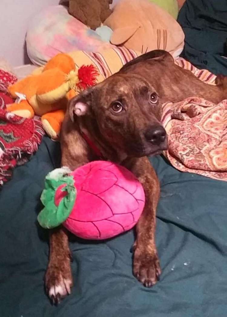 Big Mac the Shelter Dog Gets a Standing Ovation As He Leaves Shelter