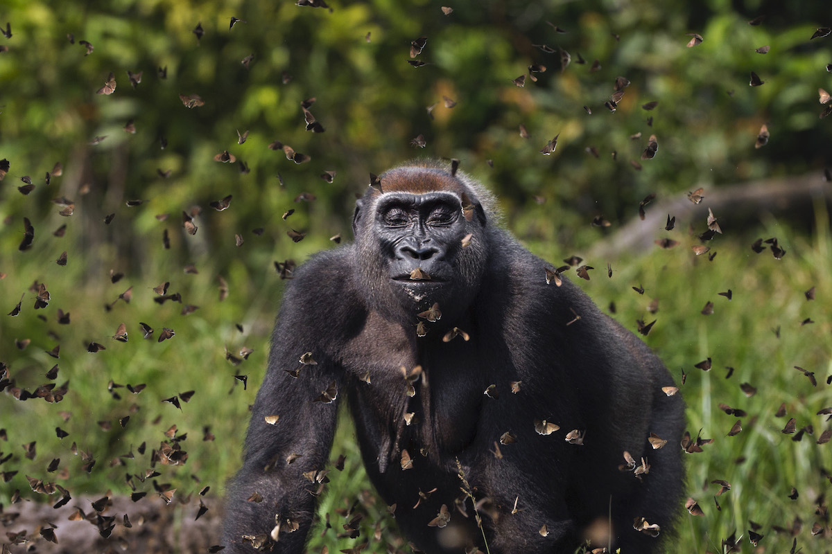 Western lowland gorilla female 'Malui' walking through a cloud of butterflies she has disturbed in a bai