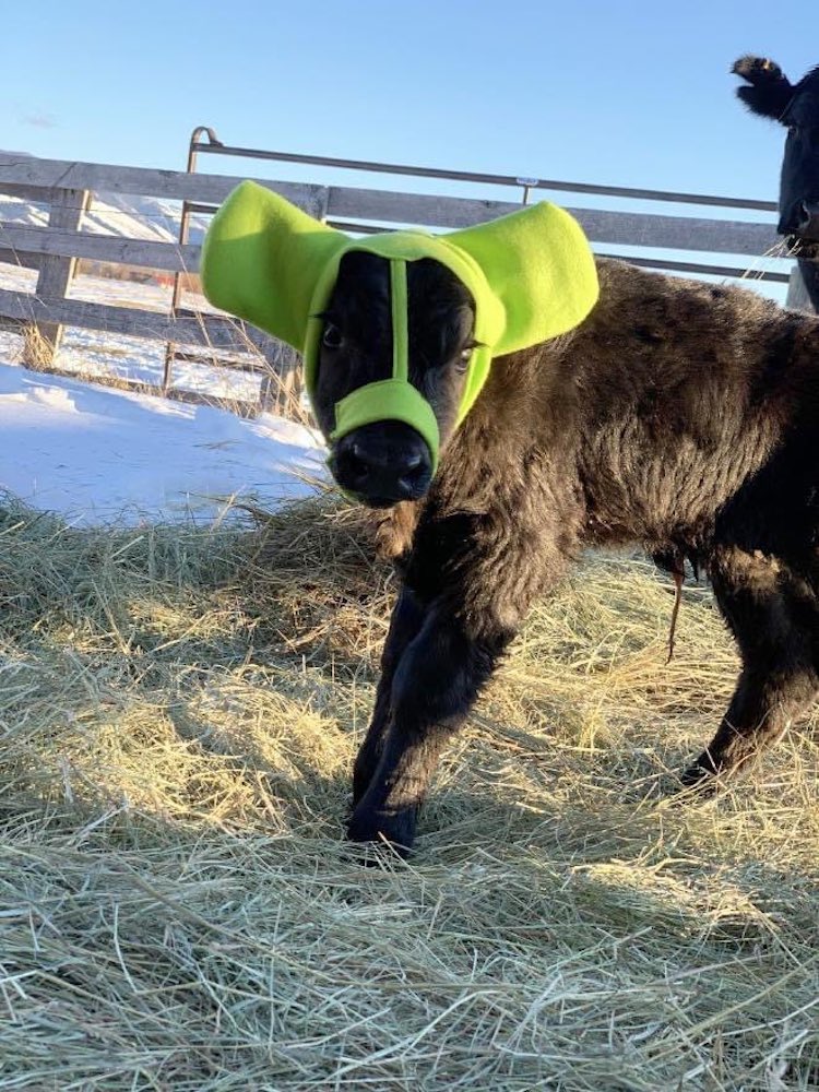 Baby Cow Wears Cute Earmuffs