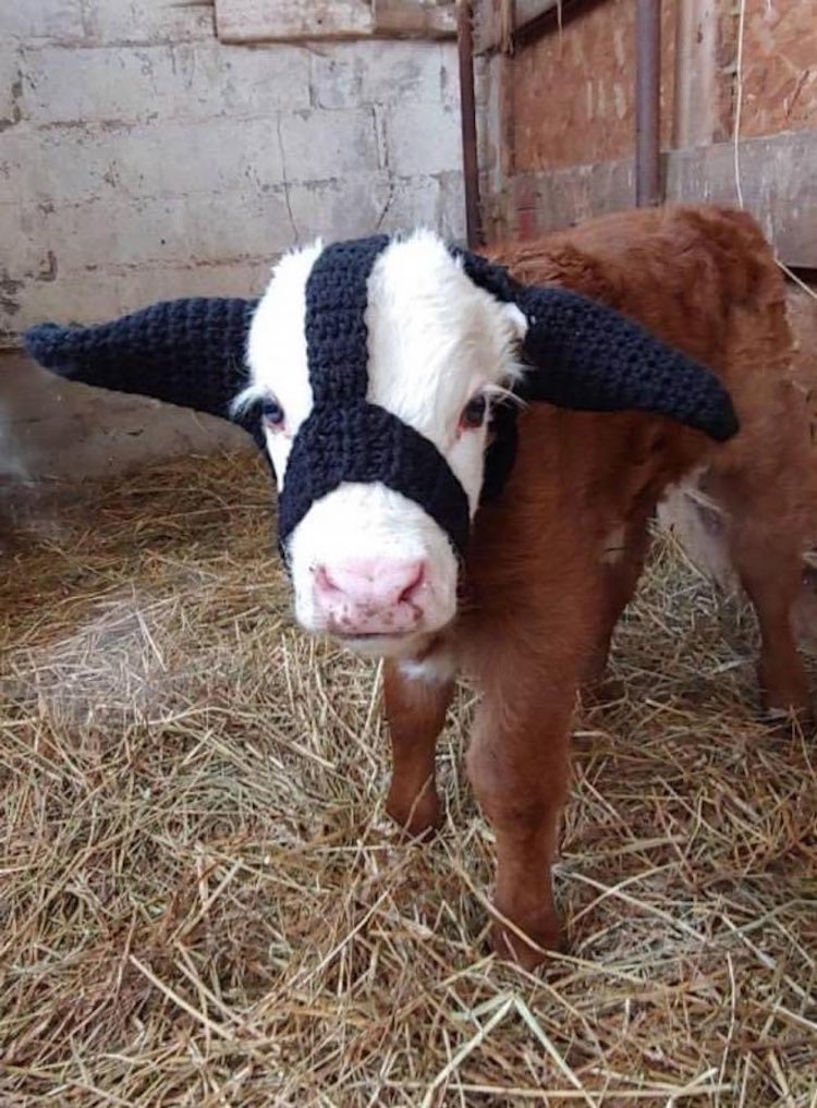 Baby Cow Wears Cute Earmuffs