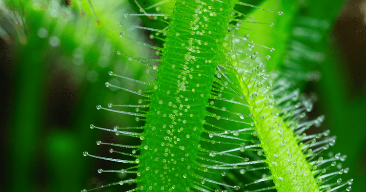 Time-lapse of Carnivorous Plant