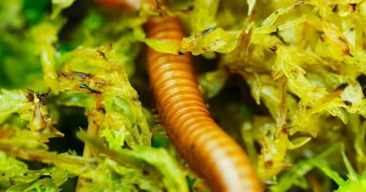 Macro Photography by Thomas Blanchard