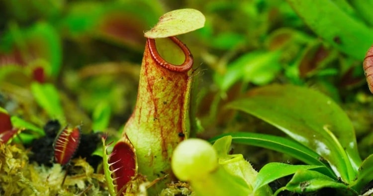Macro Photography by Thomas Blanchard