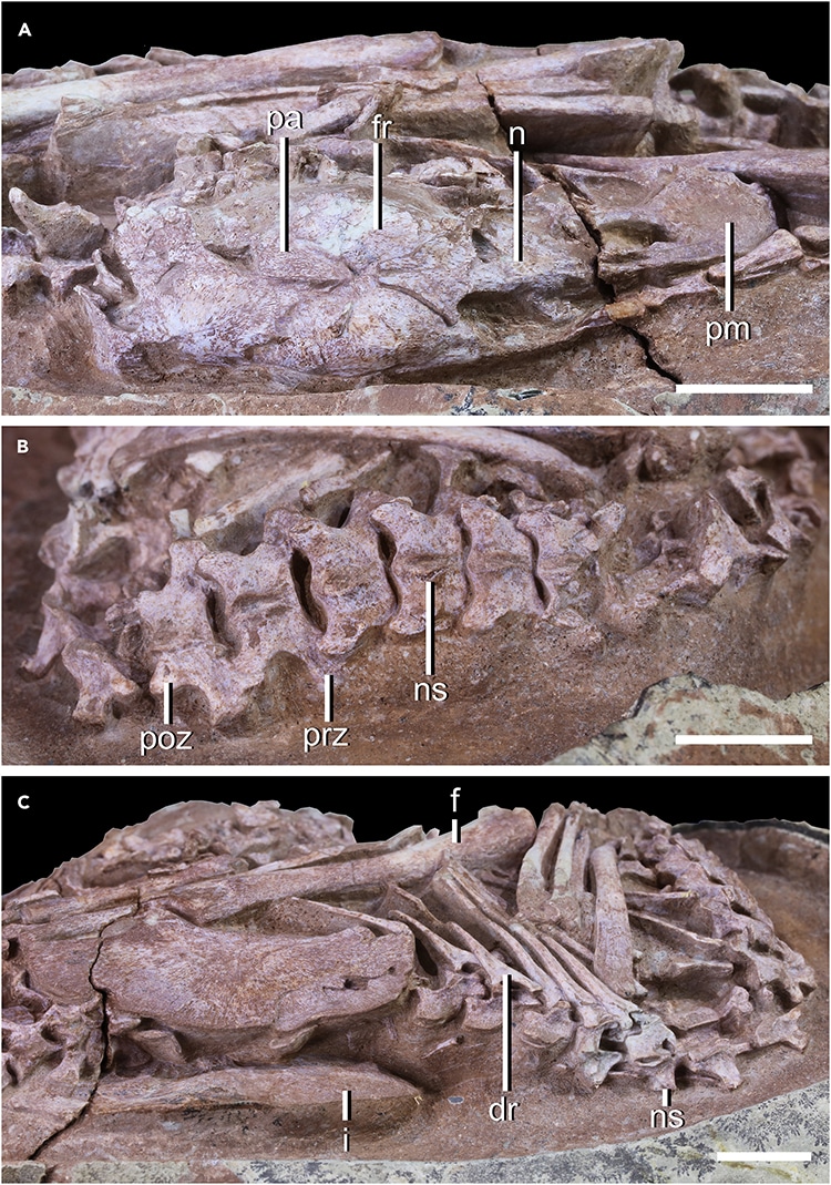 Fossilized dino skeleton
