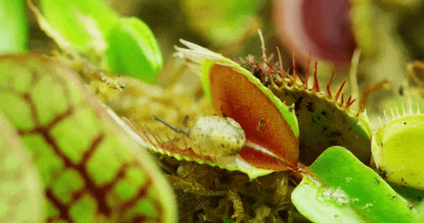 Macro Photography by Thomas Blanchard
