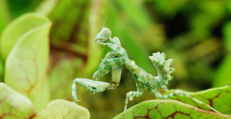 Macro Photography by Thomas Blanchard