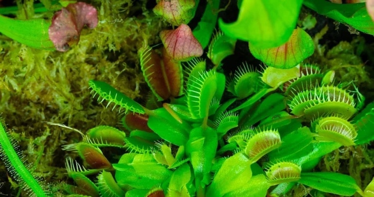 Macro Photography by Thomas Blanchard
