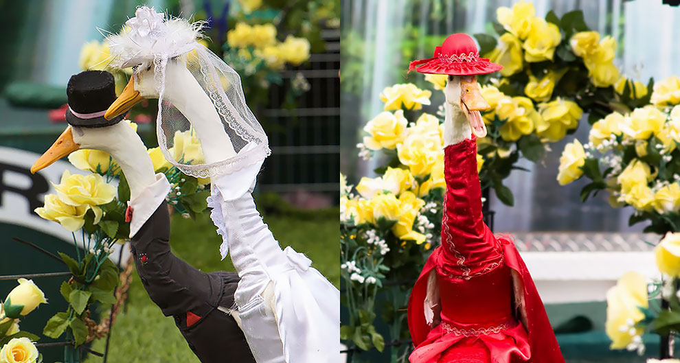 Did You Know There’s an Annual Duck Fashion Show In Australia?