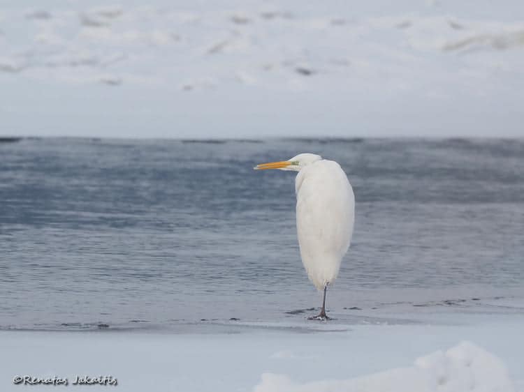 Wildlife Photography by Renatas Jakaitis