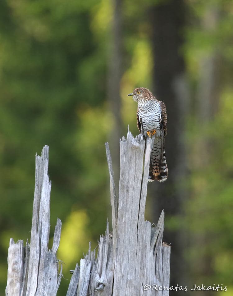 Wildlife Photography by Renatas Jakaitis