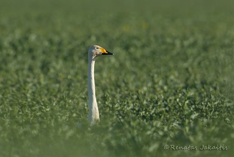 Wildlife Photography by Renatas Jakaitis